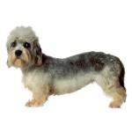 短脚狄文㹴-缩略图-1