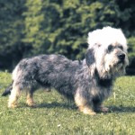 短脚狄文㹴-缩略图-2