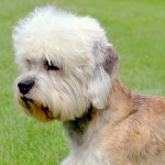 短脚狄文㹴-缩略图-3