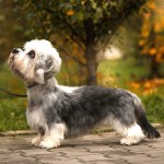 短脚狄文㹴-缩略图-4