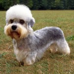 短脚狄文㹴-缩略图-5