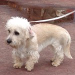 短脚狄文㹴-缩略图-6