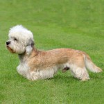 短脚狄文㹴-缩略图-7