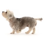 短脚狄文㹴-缩略图-8