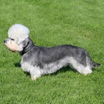 短脚狄文㹴-缩略图-9