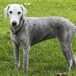 贝林登㹴-缩略图-1