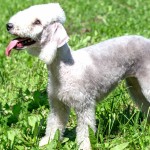 贝林登㹴-缩略图-2