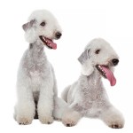 贝林登㹴-缩略图-3