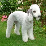 贝林登㹴-缩略图-4