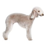 贝林登㹴-缩略图-5