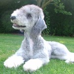 贝林登㹴-缩略图-6