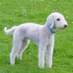 贝林登㹴-缩略图-7