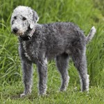 贝林登㹴-缩略图-8