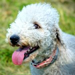 贝林登㹴-缩略图-9