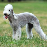 贝林登㹴-缩略图-10