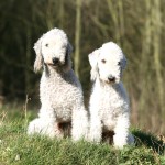 贝林登㹴-缩略图-11