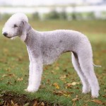 贝林登㹴-缩略图-12