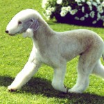 贝林登㹴-缩略图-13