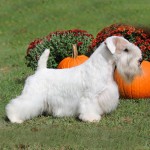 西里汉㹴-缩略图-1