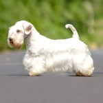 西里汉㹴-缩略图-2