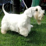 西里汉㹴-缩略图-3