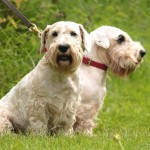 西里汉㹴-缩略图-4