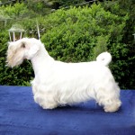 西里汉㹴-缩略图-5