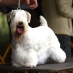 西里汉㹴-缩略图-6