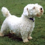 西里汉㹴-缩略图-7