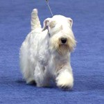 西里汉㹴-缩略图-8