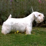 西里汉㹴-缩略图-9