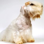 西里汉㹴-缩略图-10