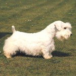 西里汉㹴-缩略图-11