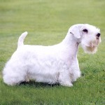 西里汉㹴-缩略图-12