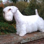 西里汉㹴-缩略图-13