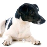 短毛猎狐㹴-缩略图-1