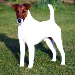 短毛猎狐㹴-缩略图-2