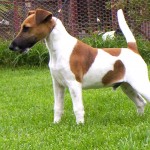 短毛猎狐㹴-缩略图-3