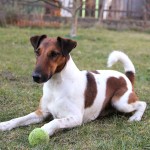 短毛猎狐㹴-缩略图-4