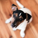 短毛猎狐㹴-缩略图-5