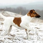 短毛猎狐㹴-缩略图-6