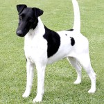 短毛猎狐㹴-缩略图-8