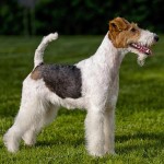 刚毛猎狐㹴-缩略图-1