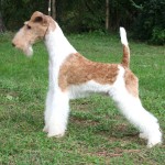 刚毛猎狐㹴-缩略图-2