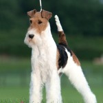 刚毛猎狐㹴-缩略图-4