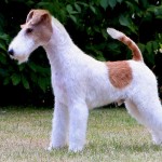 刚毛猎狐㹴-缩略图-5