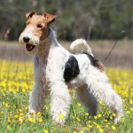 刚毛猎狐㹴-缩略图-6