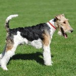 刚毛猎狐㹴-缩略图-7