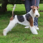 刚毛猎狐㹴-缩略图-8