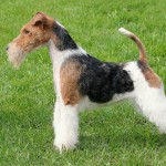 刚毛猎狐㹴-缩略图-9